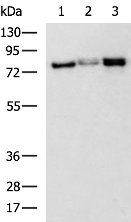 Rabbit Polyclonal Antibody to PIK3R1