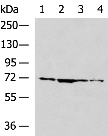 Rabbit Polyclonal Antibody to TNXB