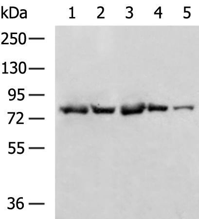 Rabbit Polyclonal Antibody to RHPN2