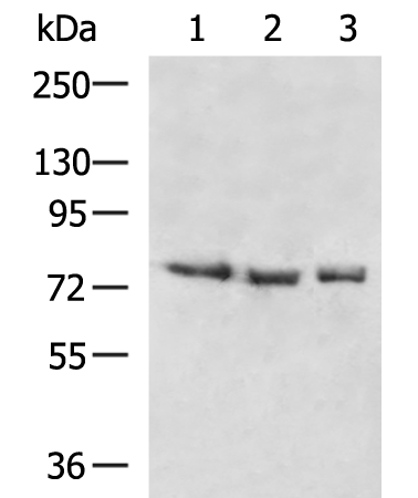 Rabbit Polyclonal Antibody to RASGRP3