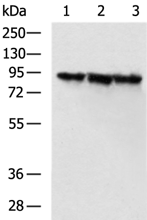 Rabbit Polyclonal Antibody to LETM1