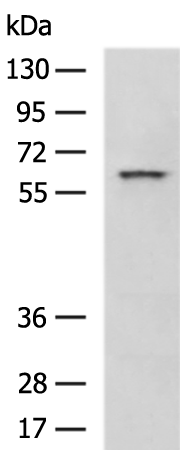 Rabbit Polyclonal Antibody to STIP1