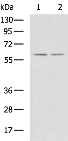 Rabbit Polyclonal Antibody to PCCB
