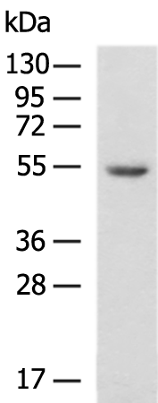 Rabbit Polyclonal Antibody to ATL1