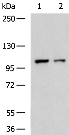 Rabbit Polyclonal Antibody to INTS7