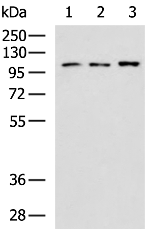 Rabbit Polyclonal Antibody to DDX24