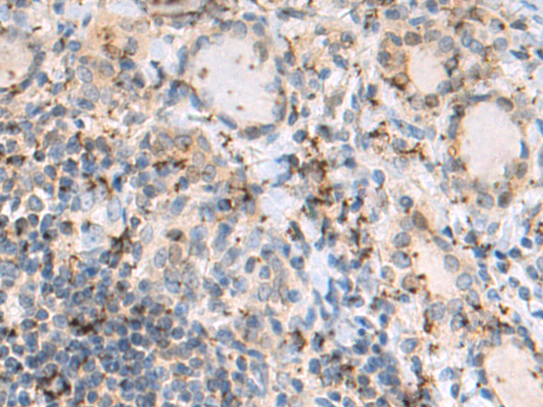 Rabbit Polyclonal Antibody to NLRP12