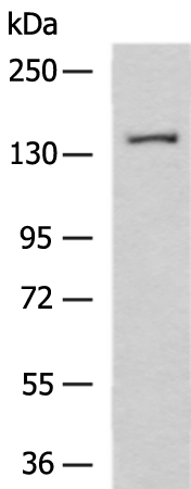 Rabbit Polyclonal Antibody to VARS1