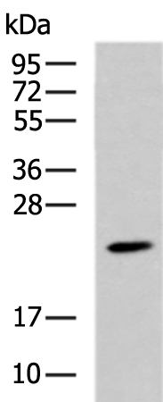 Rabbit Polyclonal Antibody to RHOF