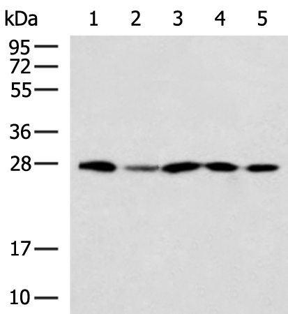 Rabbit Polyclonal Antibody to DNAJB8