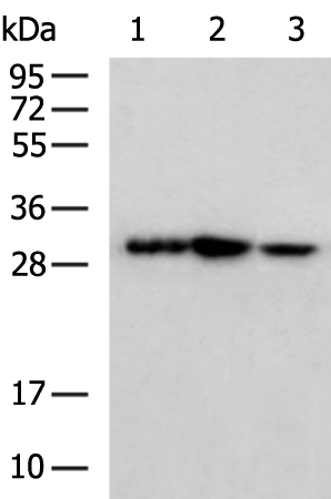 Rabbit Polyclonal Antibody to SBDS