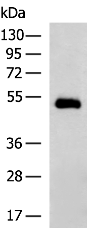 Rabbit Polyclonal Antibody to TRIM44