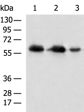 Rabbit Polyclonal Antibody to DPYSL5
