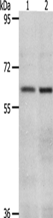 Rabbit Polyclonal Antibody to VNN2
