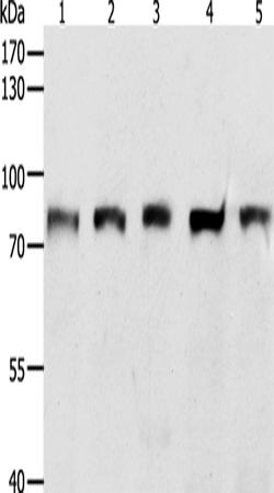 Rabbit Polyclonal Antibody to ZNF471