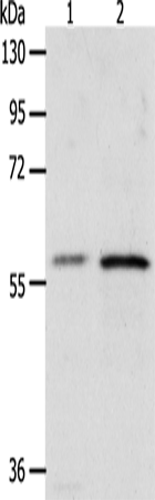 Rabbit Polyclonal Antibody to XPNPEP3