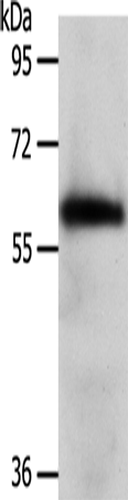Rabbit Polyclonal Antibody to WDR1