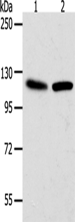 Rabbit Polyclonal Antibody to WDR6