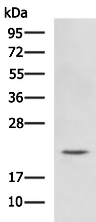 Rabbit Polyclonal Antibody to PYCARD