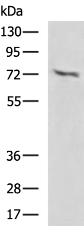 Rabbit Polyclonal Antibody to RARS1