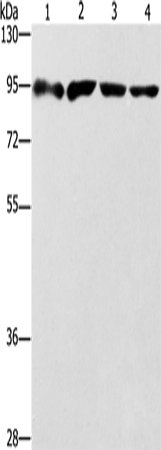 Rabbit Polyclonal Antibody to ZBTB10