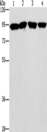 Rabbit Polyclonal Antibody to ZBTB10