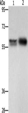 Rabbit Polyclonal Antibody to ZBTB7A