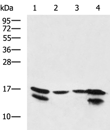 Rabbit Polyclonal Antibody to CASP3 (active)