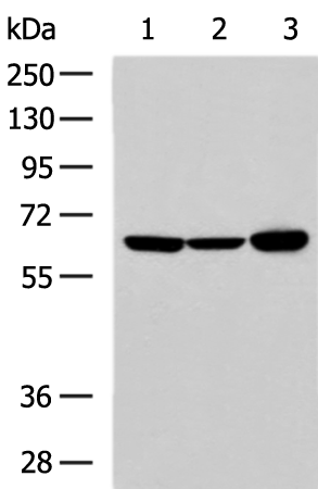 Rabbit Polyclonal Antibody to CASP10