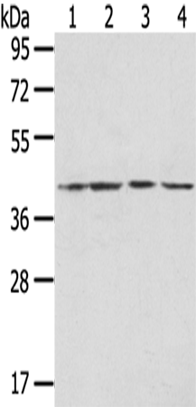 Rabbit Polyclonal Antibody to HTR4