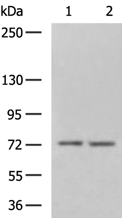 Rabbit Polyclonal Antibody to ABCG2