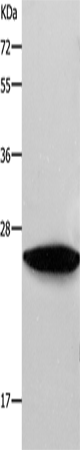 Rabbit Polyclonal Antibody to RAB38