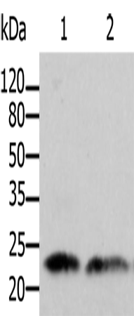 Rabbit Polyclonal Antibody to ARF1