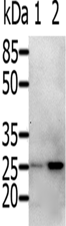 Rabbit Polyclonal Antibody to RAB5A