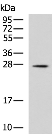 Rabbit Polyclonal Antibody to NGF