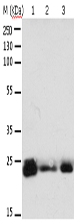Rabbit Polyclonal Antibody to RAB6A