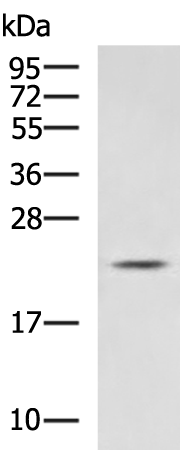 Rabbit Polyclonal Antibody to ARL2