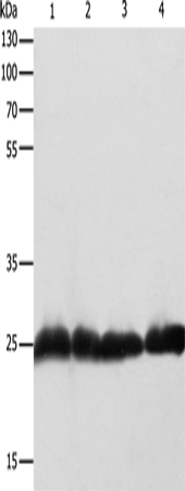 Rabbit Polyclonal Antibody to RAN