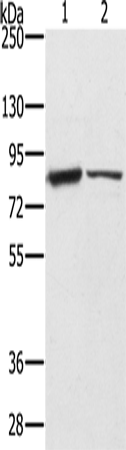 Rabbit Polyclonal Antibody to TF