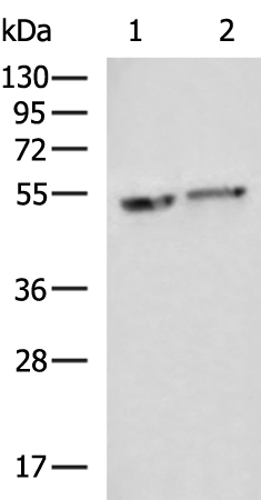 Rabbit Polyclonal Antibody to SLC7A5