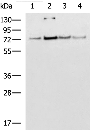 Rabbit Polyclonal Antibody to ADAMTS5