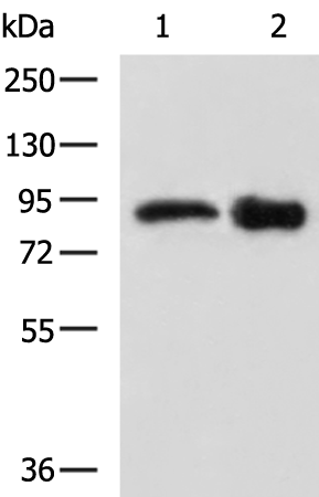 Rabbit Polyclonal Antibody to APP