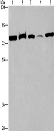 Rabbit Polyclonal Antibody to ACVR2A