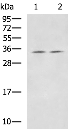Rabbit Polyclonal Antibody to ICOSLG