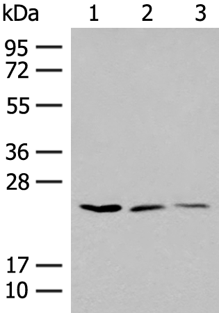 Rabbit Polyclonal Antibody to BCL2