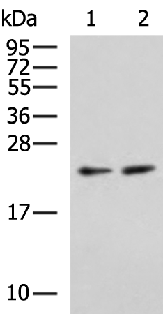 Rabbit Polyclonal Antibody to BBC3