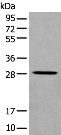 Rabbit Polyclonal Antibody to FGF3