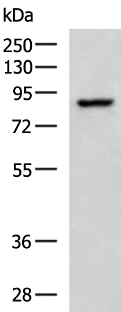 Rabbit Polyclonal Antibody to BRAF