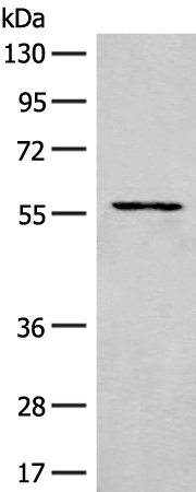 Rabbit Polyclonal Antibody to CASP12