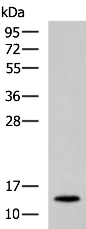 Rabbit Polyclonal Antibody to CCL17